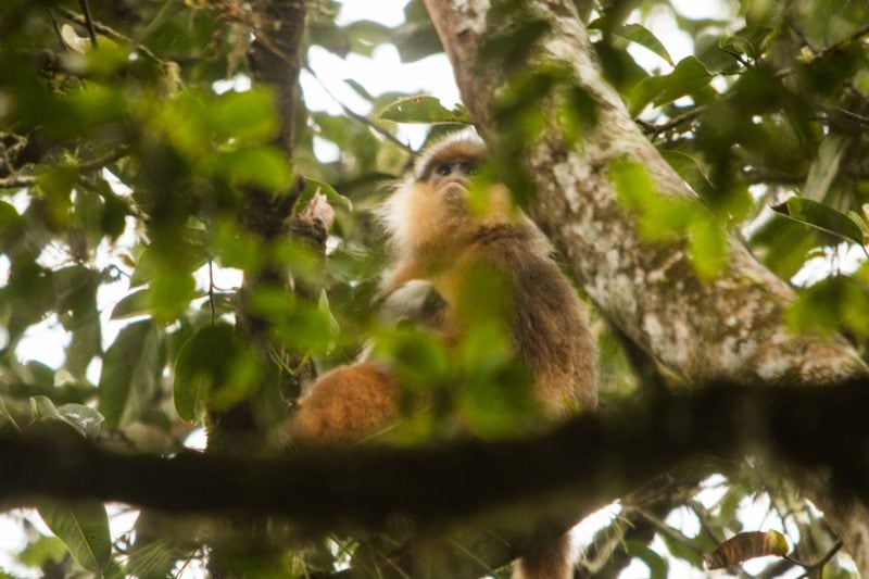 Sumatran Surili Mt Kerinci