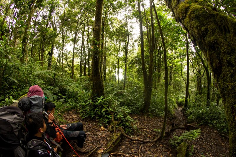Resting in the rainforest on a Sumatra jungle trek of Mt. Kerinci