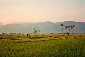 Kerinci Sumatran countryside Indonesia tour rice paddies