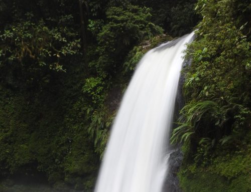 Into the Wild: A New Jungle Adventure